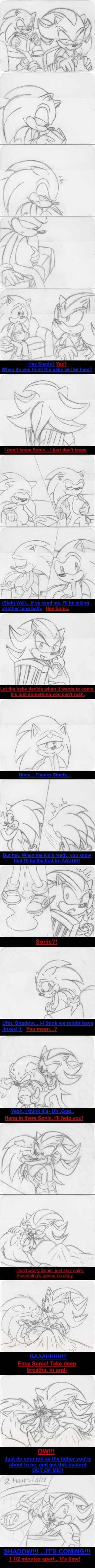 Little Hedgehogs cover