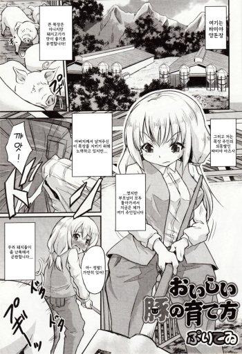 Oishii Buta no Sodatekata | 맛있는 돼지를 키우는 법 cover